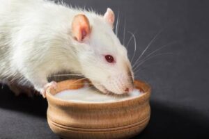 Splenda risks show up in new rodent research