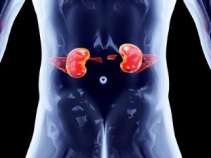 Four Ways To Improve Kidney Function