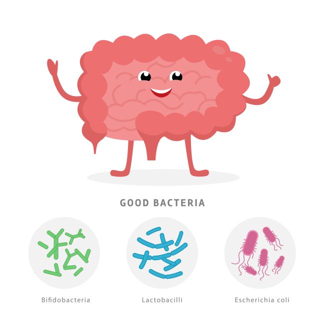 Your gut microbiome is essential to your wellbeing