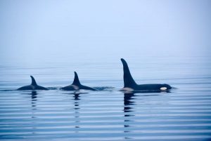 Menopausal Symptoms are the beginnings of the leadership phase for female killer whales